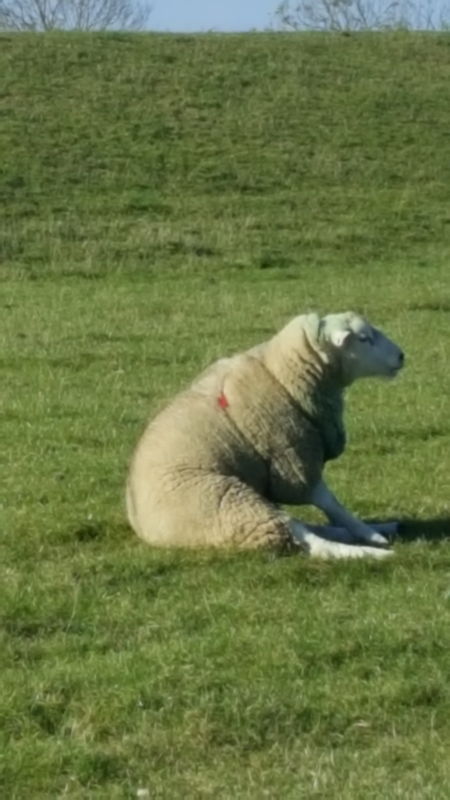 Spaziergang am Deich