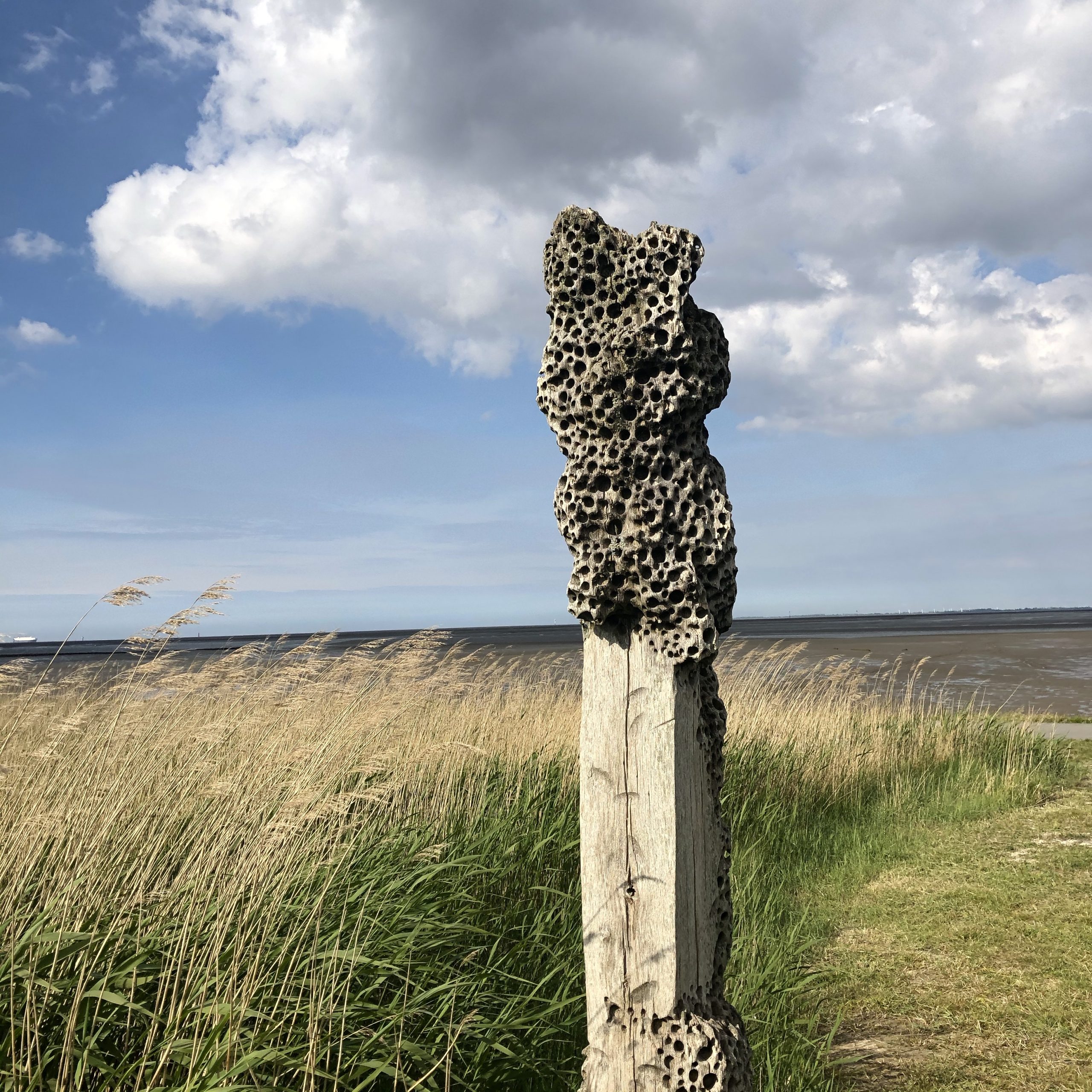 Natur an der Nordsee
